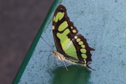 Schmetterling