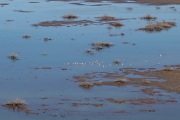 Flamingos