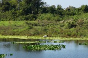 Jabiru_1