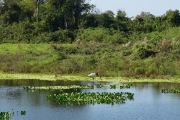 Jabiru_1