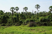 Pantanal_2