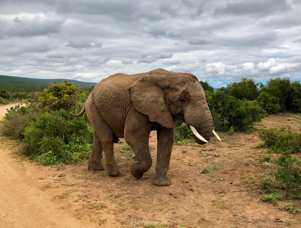 Elefant im Addo-Nationalpark