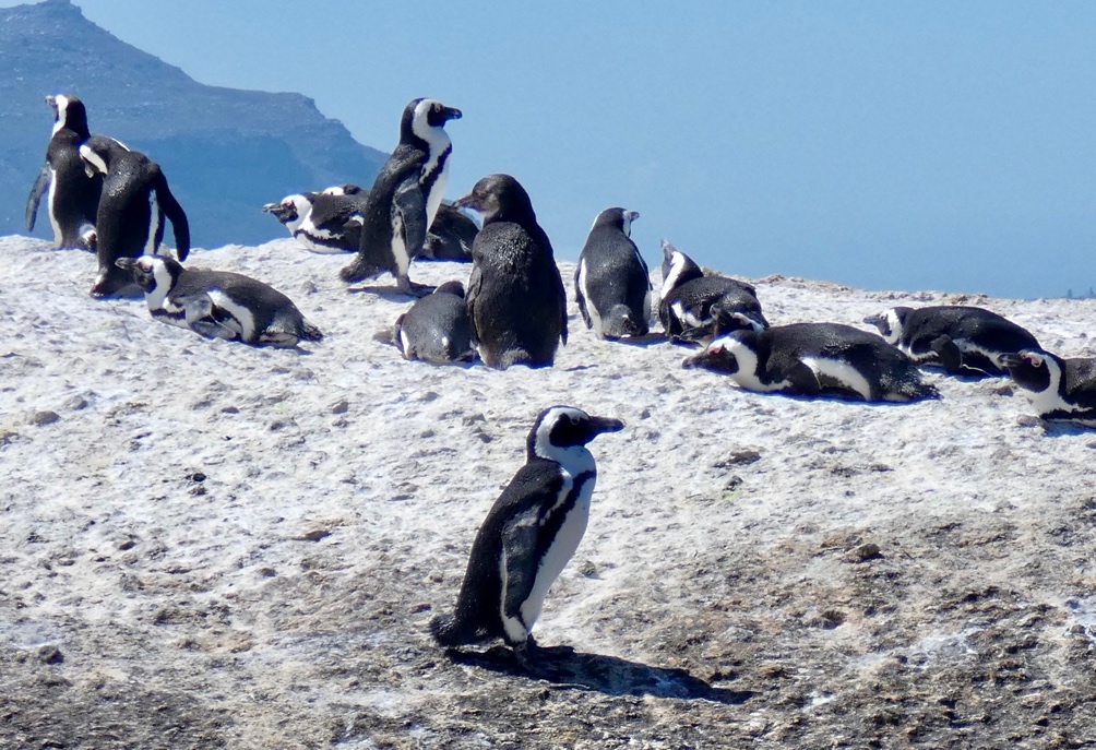 Pinguine am Strand von Betty's Bay