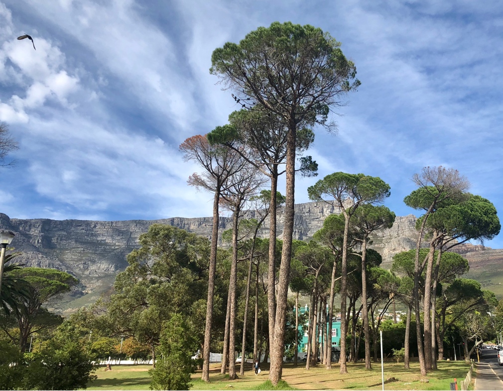 Tafelberg hinter Bäumen