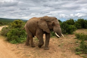 Elefant im Addo-Nationalpark