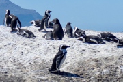 Pinguine am Strand von Betty's Bay