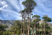 Tafelberg hinter Bäumen