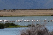 Flamingos unterwegs