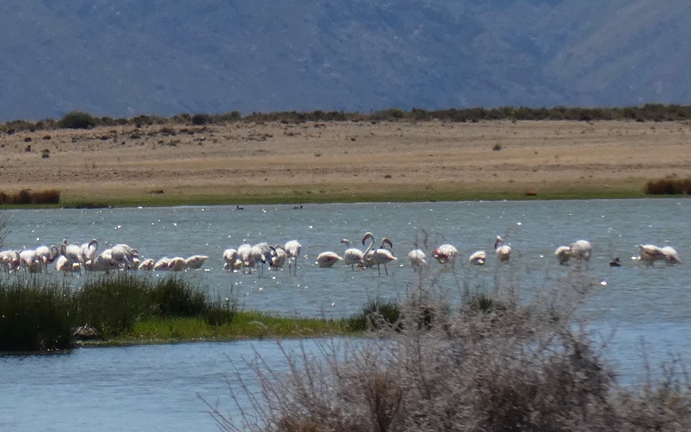 Flamingos unterwegs