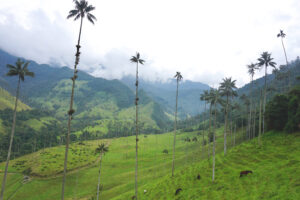 Cocora_1