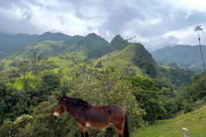 Cocora_2