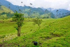 Cocora_3