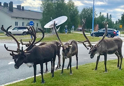 Mehr über den Artikel erfahren Lappland